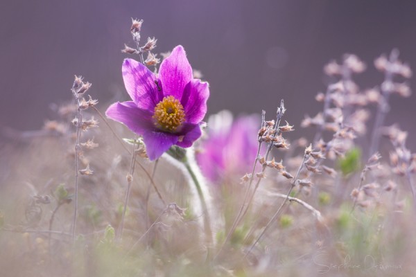 Plantes et Végétaux