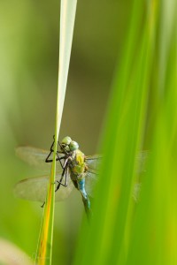 Anax imperator