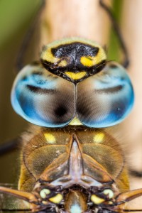 macro libellule