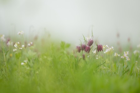 Un des rares sites du nord pas de calais ou pousse cette plante magnifique.