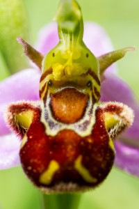 Ophrys abeille